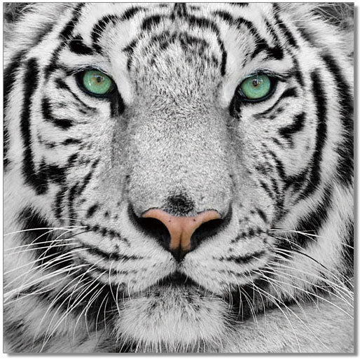Wall Art Tiger