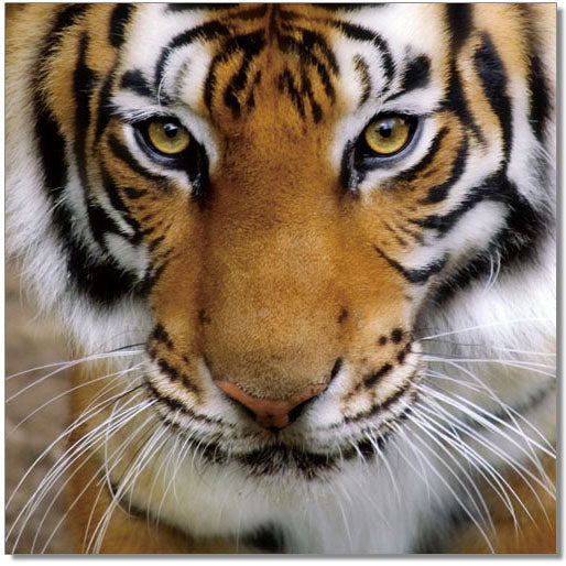 Wall Art Tiger